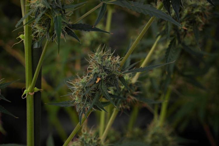 Amnesia Haze Auto by Zamnesia Pheno A. Week 10 - Amnesia Haze Auto  Pheno A