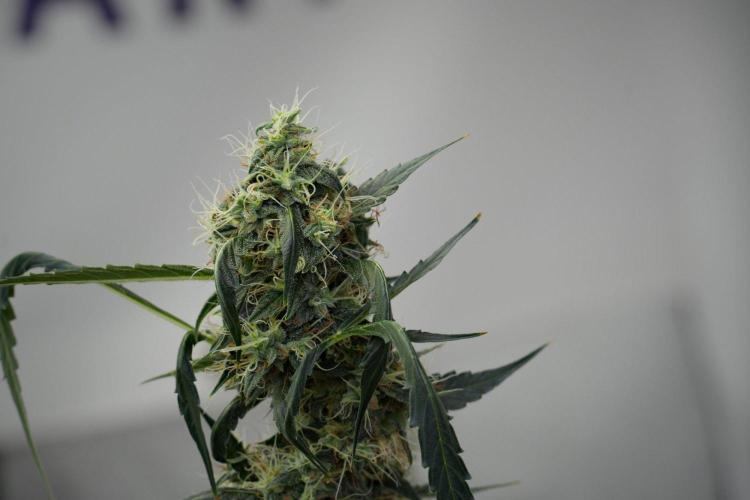 Amnesia Haze Auto by Zamnesia Pheno A. Week 10 - Amnesia Haze Auto  Pheno A
