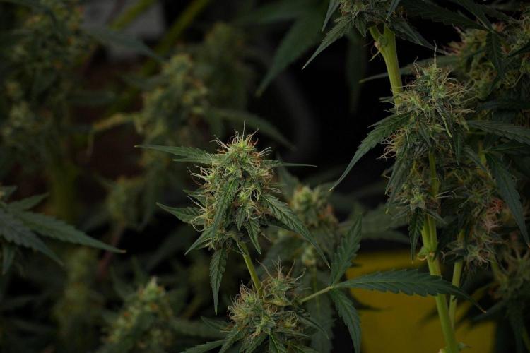Amnesia Haze Auto by Zamnesia Pheno A. Week 10 - Amnesia Haze Auto  Pheno A