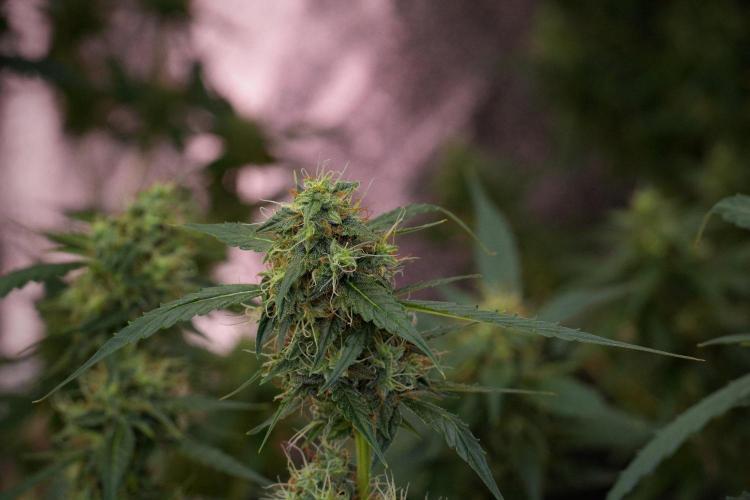 Amnesia Haze Auto by Zamnesia Pheno A. Week 10 - Amnesia Haze Auto  Pheno A