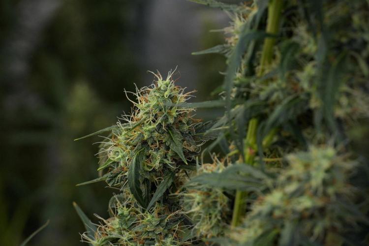 Amnesia Haze Auto by Zamnesia Pheno A. Week 10 - Amnesia Haze Auto  Pheno A