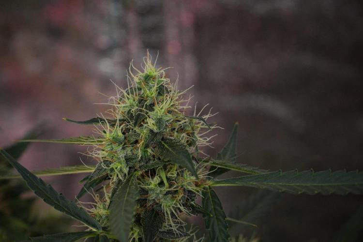 Amnesia Haze Auto by Zamnesia Pheno A. Week 10 - Amnesia Haze Auto  Pheno A