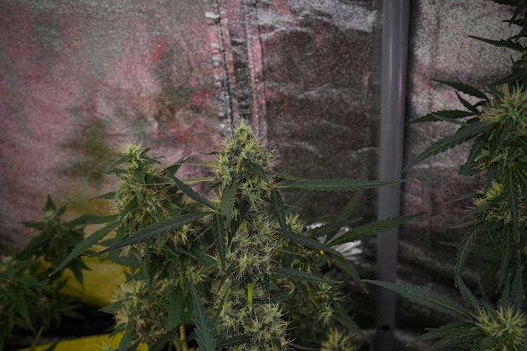 Amnesia Haze Auto by Zamnesia Pheno A. Week 10 - Amnesia Haze Auto  Pheno A