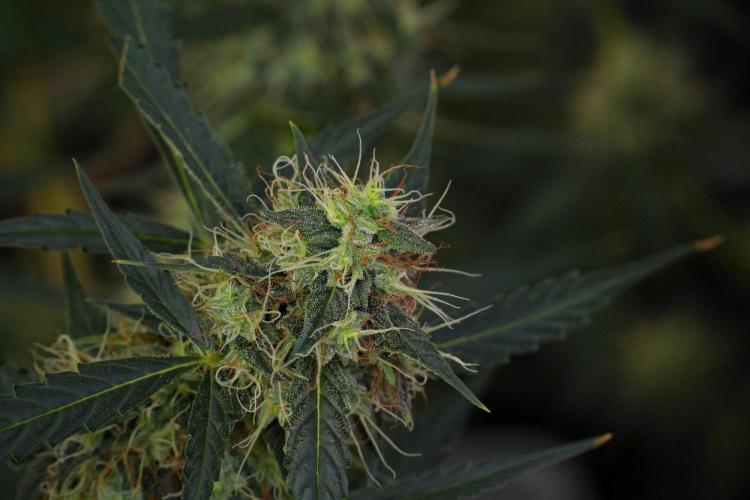 Amnesia Haze Auto by Zamnesia Pheno A. Week 10 - Amnesia Haze Auto  Pheno A