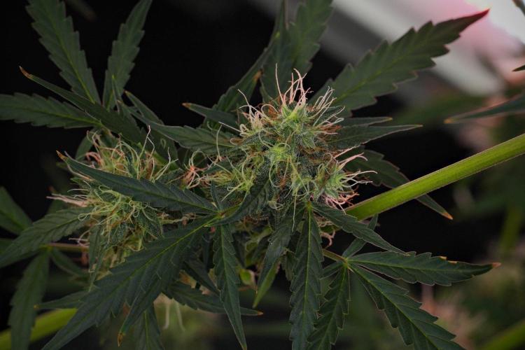 Amnesia Haze Auto by Zamnesia Pheno A. Week 10 - Amnesia Haze Auto  Pheno A