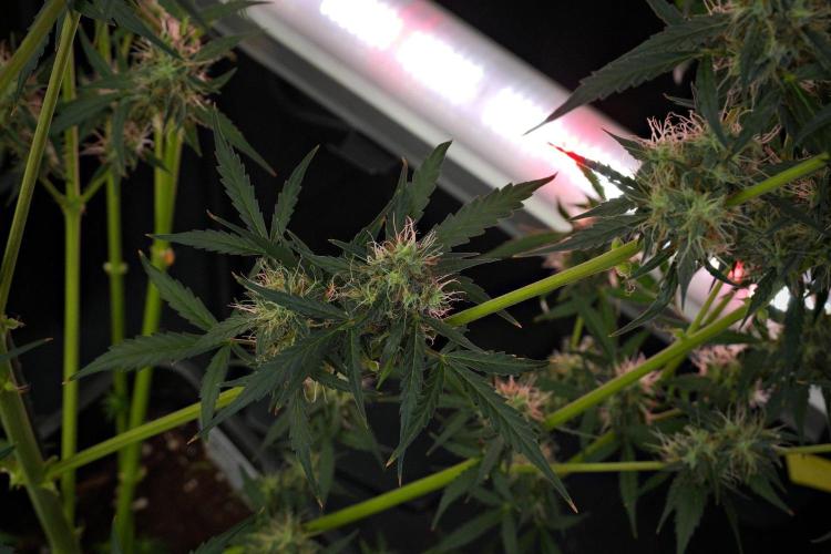 Amnesia Haze Auto by Zamnesia Pheno A. Week 10 - Amnesia Haze Auto  Pheno A