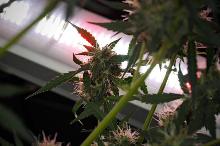 Amnesia Haze Auto by Zamnesia Pheno A. Week 10 - Amnesia Haze Auto  Pheno A