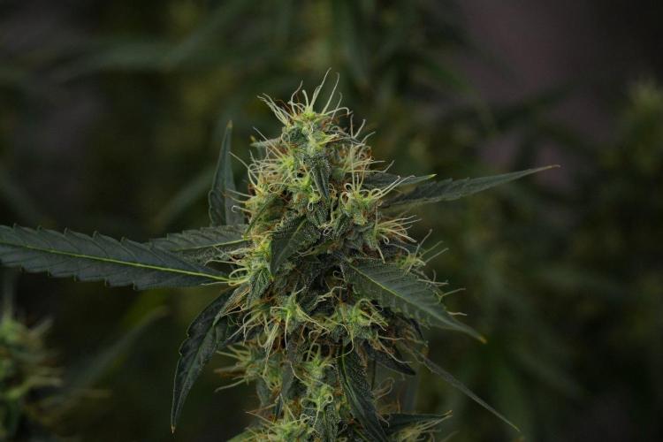 Amnesia Haze Auto by Zamnesia Pheno A. Week 10 - Amnesia Haze Auto  Pheno A