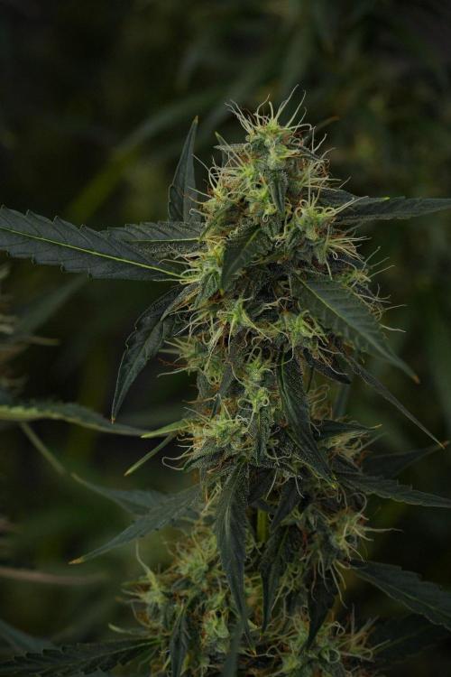 Amnesia Haze Auto by Zamnesia Pheno A. Week 10 - Amnesia Haze Auto  Pheno A
