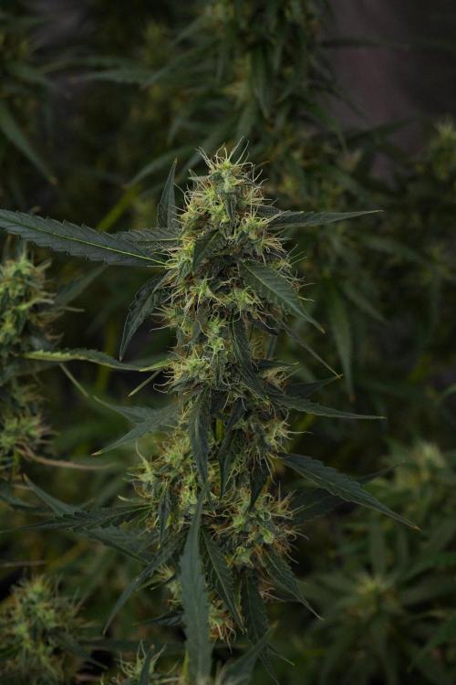 Amnesia Haze Auto by Zamnesia Pheno A. Week 10 - Amnesia Haze Auto  Pheno A