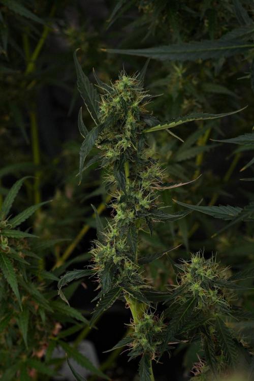 Amnesia Haze Auto by Zamnesia Pheno A. Week 10 - Amnesia Haze Auto  Pheno A
