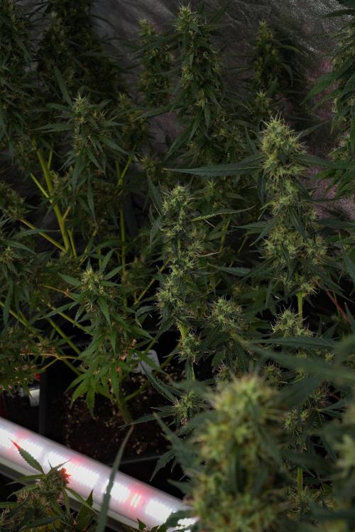 Amnesia Haze Auto by Zamnesia Pheno A. Week 10 - Amnesia Haze Auto  Pheno A