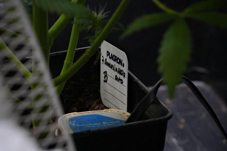 Pheno B Amnesia Haze Auto by Zamnesia. Week 10 - Amnesia Haze Auto Pheno B