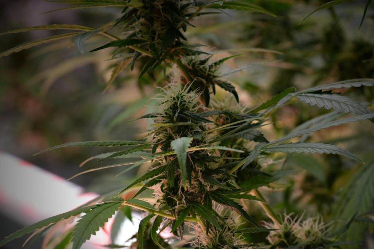 Pheno B Amnesia Haze Auto by Zamnesia. Week 10 - Amnesia Haze Auto Pheno B