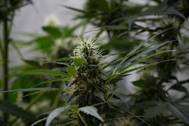 Pheno B Amnesia Haze Auto by Zamnesia. Week 10 - Amnesia Haze Auto Pheno B