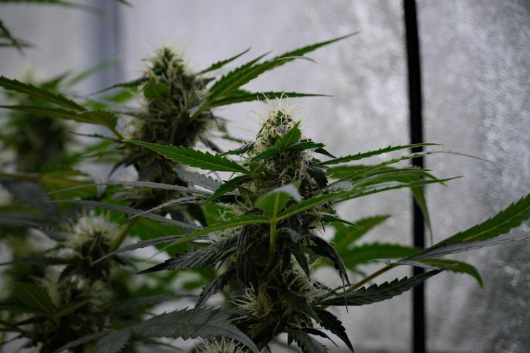 Pheno B Amnesia Haze Auto by Zamnesia. Week 10 - Amnesia Haze Auto Pheno B