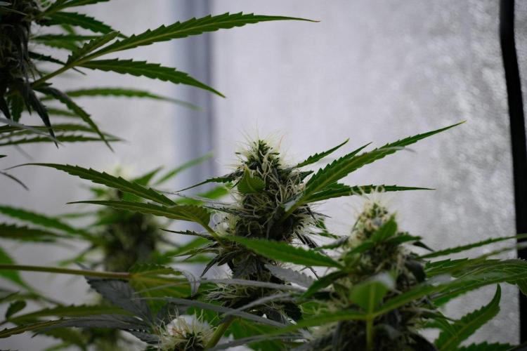 Pheno B Amnesia Haze Auto by Zamnesia. Week 10 - Amnesia Haze Auto Pheno B