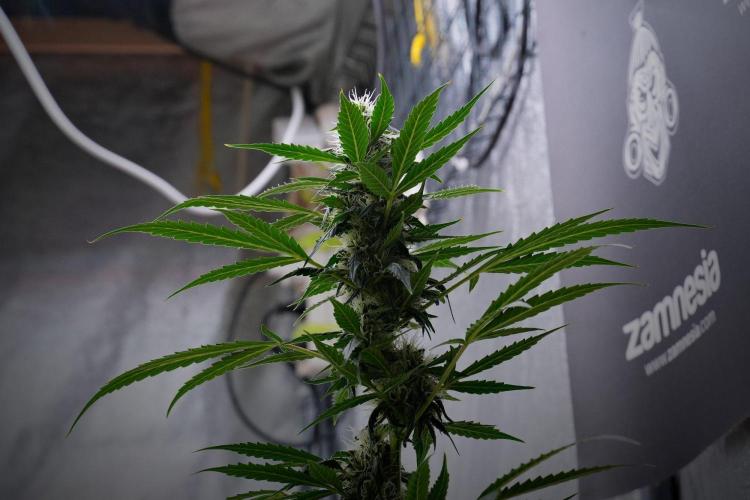 Pheno B Amnesia Haze Auto by Zamnesia. Week 10 - Amnesia Haze Auto Pheno B