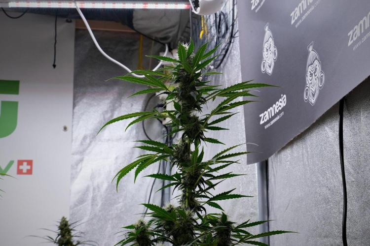 Pheno B Amnesia Haze Auto by Zamnesia. Week 10 - Amnesia Haze Auto Pheno B
