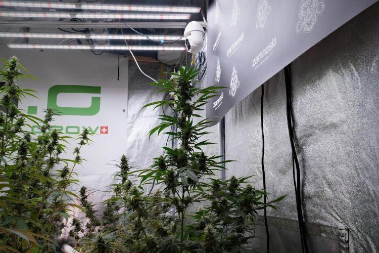 Pheno B Amnesia Haze Auto by Zamnesia. Week 10 - Amnesia Haze Auto Pheno B