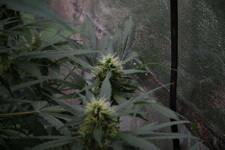 Pheno B Amnesia Haze Auto by Zamnesia. Week 10 - Amnesia Haze Auto Pheno B