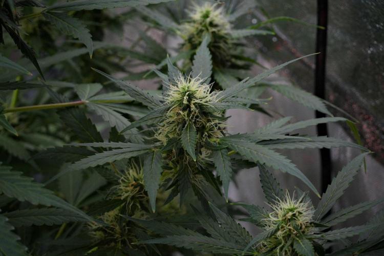 Pheno B Amnesia Haze Auto by Zamnesia. Week 10 - Amnesia Haze Auto Pheno B