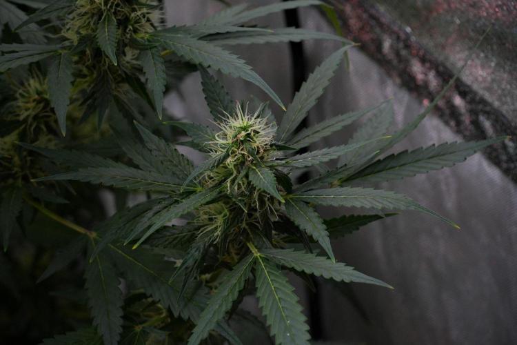Pheno B Amnesia Haze Auto by Zamnesia. Week 10 - Amnesia Haze Auto Pheno B