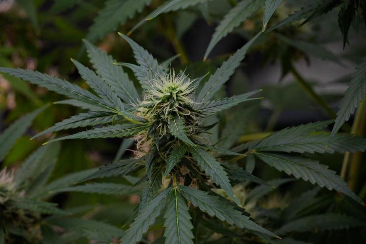 Pheno B Amnesia Haze Auto by Zamnesia. Week 10 - Amnesia Haze Auto Pheno B