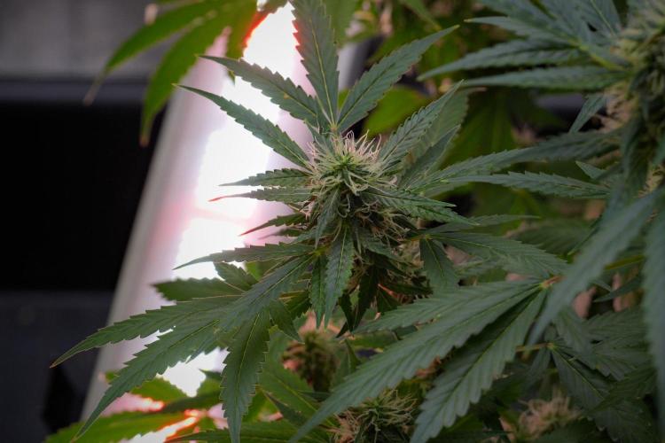 Pheno B Amnesia Haze Auto by Zamnesia. Week 10 - Amnesia Haze Auto Pheno B