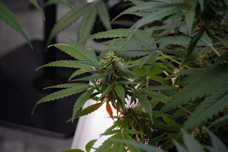 Pheno B Amnesia Haze Auto by Zamnesia. Week 10 - Amnesia Haze Auto Pheno B