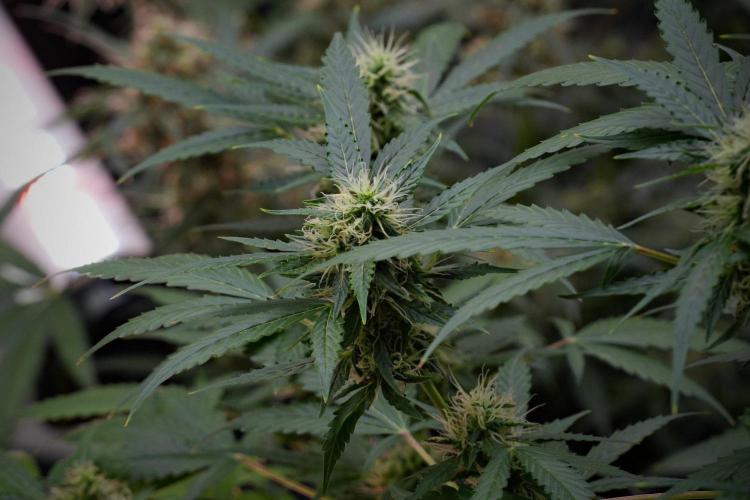 Pheno B Amnesia Haze Auto by Zamnesia. Week 10 - Amnesia Haze Auto Pheno B