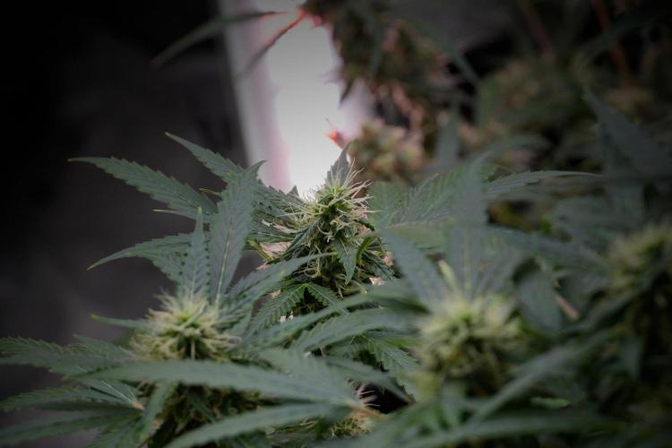 Pheno B Amnesia Haze Auto by Zamnesia. Week 10 - Amnesia Haze Auto Pheno B
