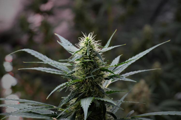Pheno B Amnesia Haze Auto by Zamnesia. Week 10 - Amnesia Haze Auto Pheno B