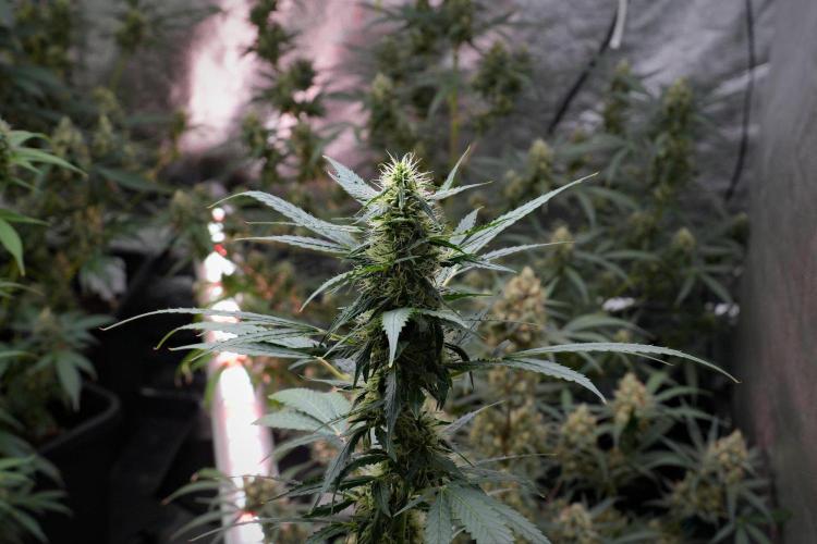 Pheno B Amnesia Haze Auto by Zamnesia. Week 10 - Amnesia Haze Auto Pheno B