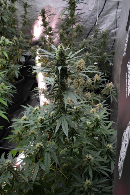 Pheno B Amnesia Haze Auto by Zamnesia. Week 10 - Amnesia Haze Auto Pheno B