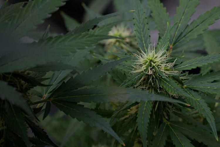 Pheno B Amnesia Haze Auto by Zamnesia. Week 10 - Amnesia Haze Auto Pheno B