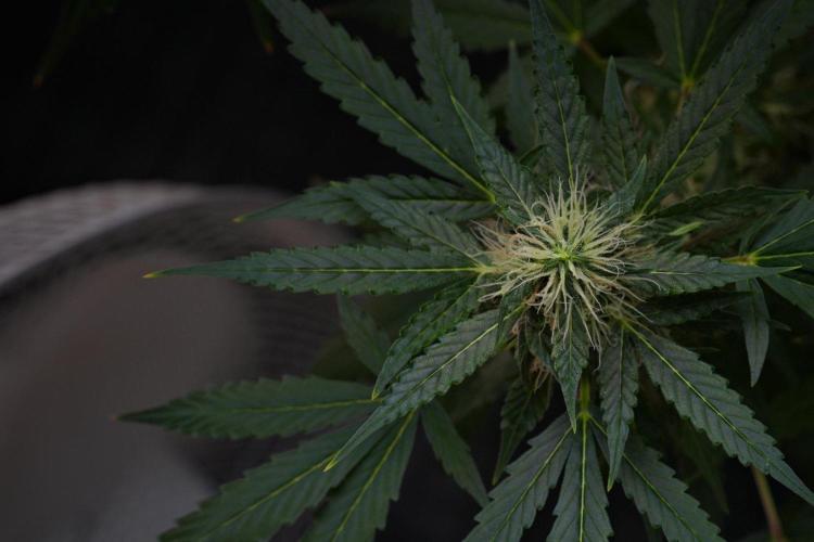 Pheno B Amnesia Haze Auto by Zamnesia. Week 10 - Amnesia Haze Auto Pheno B