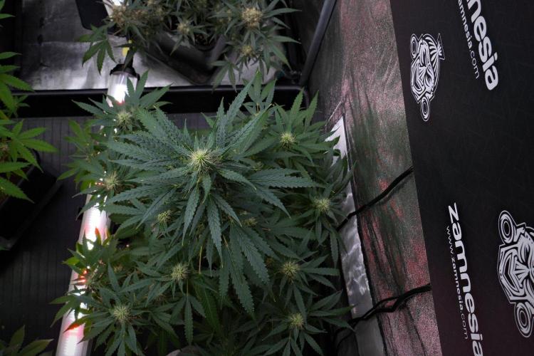 Pheno B Amnesia Haze Auto by Zamnesia. Week 10 - Amnesia Haze Auto Pheno B