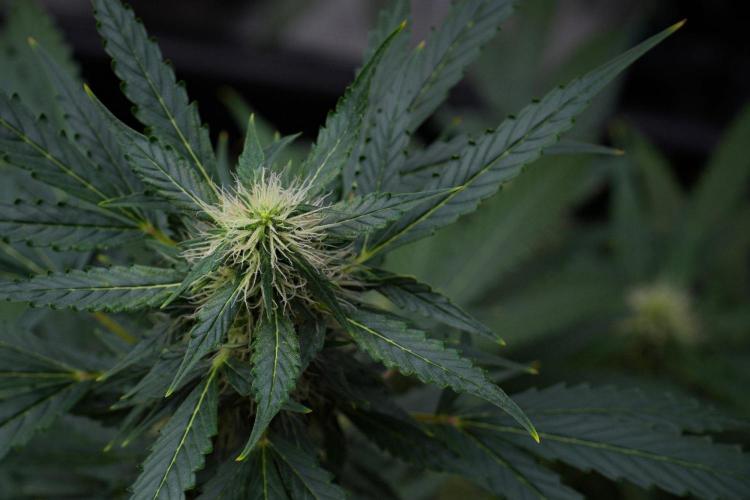 Pheno B Amnesia Haze Auto by Zamnesia. Week 10 - Amnesia Haze Auto Pheno B