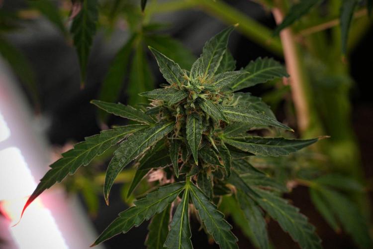 Black Diamond Auto By Zamnesia Pheno A. Week 10 - Black Diamond Auto  Pheno A