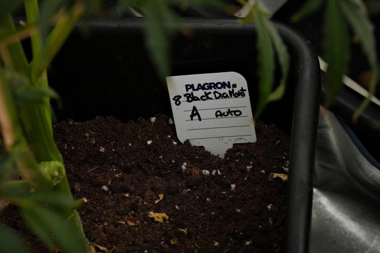 Black Diamond Auto By Zamnesia Pheno A. Week 10 - Black Diamond Auto  Pheno A
