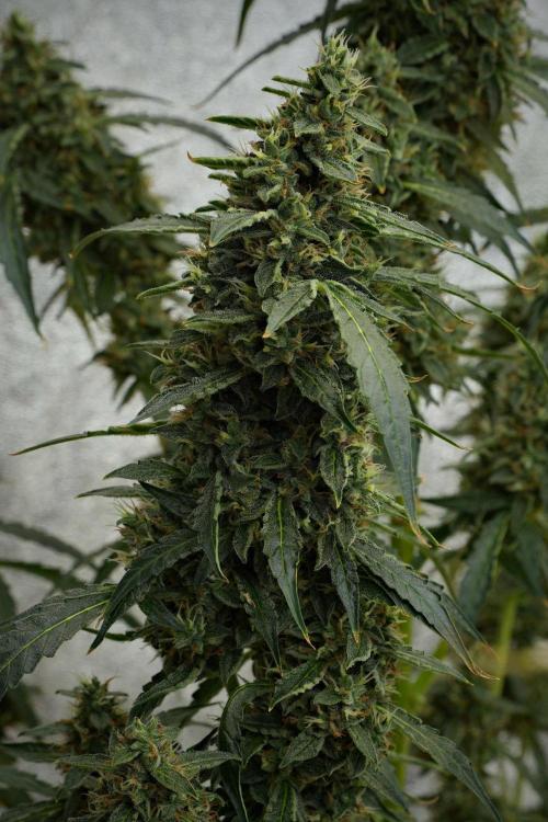 Black Diamond Auto By Zamnesia Pheno A. Week 10 - Black Diamond Auto  Pheno A