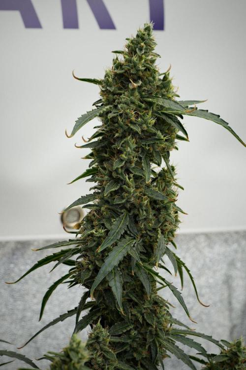 Black Diamond Auto By Zamnesia Pheno A. Week 10 - Black Diamond Auto  Pheno A