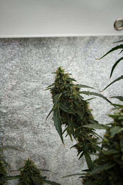Black Diamond Auto By Zamnesia Pheno A. Week 10 - Black Diamond Auto  Pheno A