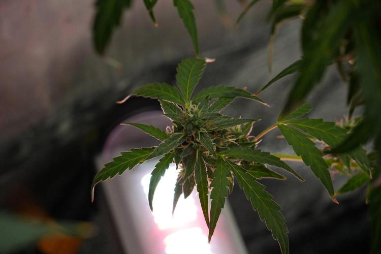 Black Diamond Auto By Zamnesia Pheno A. Week 10 - Black Diamond Auto  Pheno A
