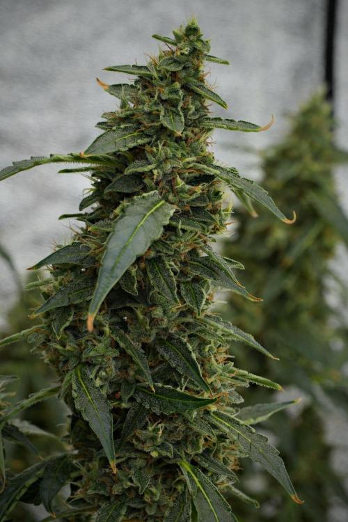 Black Diamond Auto By Zamnesia Pheno A. Week 10 - Black Diamond Auto  Pheno A