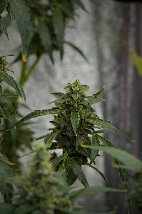 Black Diamond Auto By Zamnesia Pheno A. Week 10 - Black Diamond Auto  Pheno A