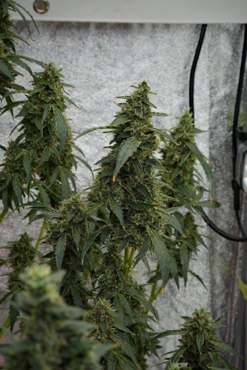 Black Diamond Auto By Zamnesia Pheno A. Week 10 - Black Diamond Auto  Pheno A