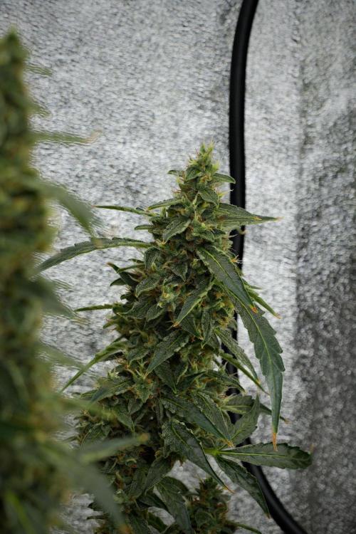 Black Diamond Auto By Zamnesia Pheno A. Week 10 - Black Diamond Auto  Pheno A