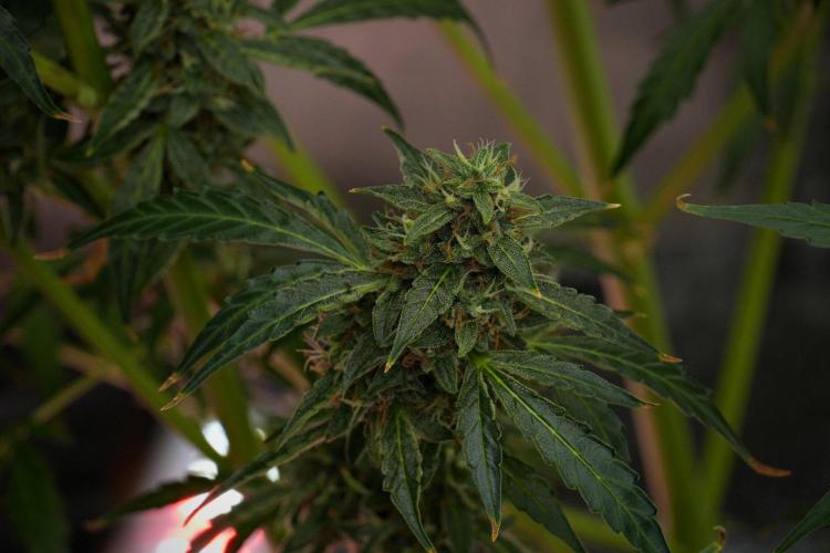 Black Diamond Auto By Zamnesia Pheno A. Week 10 - Black Diamond Auto  Pheno A